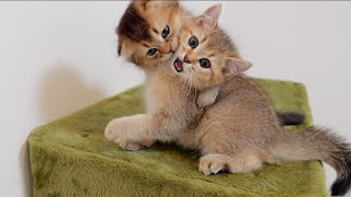 The kitten imitates its mother while grooming, but ends up fighting. The kitten is so cute