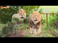 Выманили из оврагов Султана, Принца и Руслана. Львы. Сезон 2020. Life of lions in Taigan.