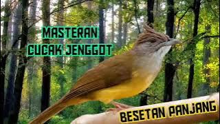 MASTERAN CUCAK JENGGOT FULL BESETAN PANJANG