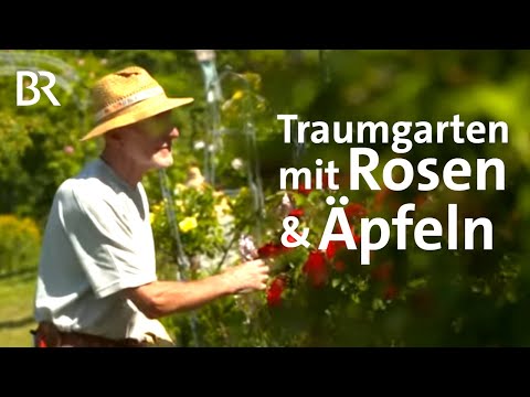 Video: Burgunder Rosen - königliche Blumen