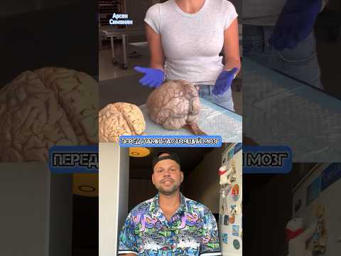 Как устроен и развивается наш мозг! Как вам?