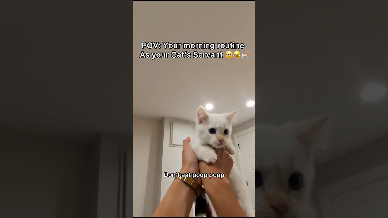 Trying to figure who pooop on the floor 🥲#pov #cat #catmom #morningroutine #shorts