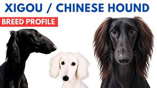 Xigou Dog Breed Profile History - Price