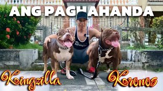 KINGZILLA meets KRONOS! XL Cage, Leash & Everyday Walking! • Sam Walastik