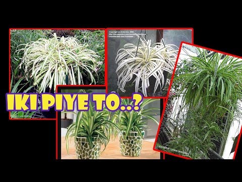 Video: Agapanthus (41 Foto): Aturan Tanam, Perawatan Bunga Di Lapangan Terbuka. Deskripsi Payung Agapanthus Dan Spesies Tanaman Lainnya