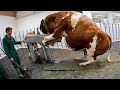 Amazing modern automatic cow farming technology  incredible automatic feeding and milking machines