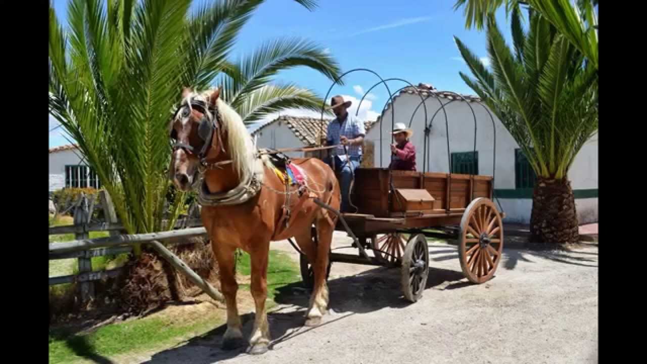 criadero bosconia , carretas con caballos velgas para matrimonios,primeras ...