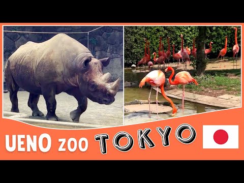 A Visit to the Ueno Park Zoo | Japan's oldest zoo | Tokyo Zoo | Travel Vlog