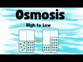 Osmosis and Egg Experiment Analysis
