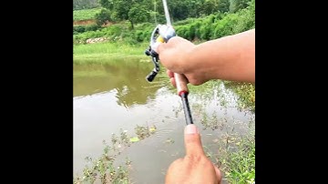 Câu cá chuối sộp tại Phú Thọ#Shorts