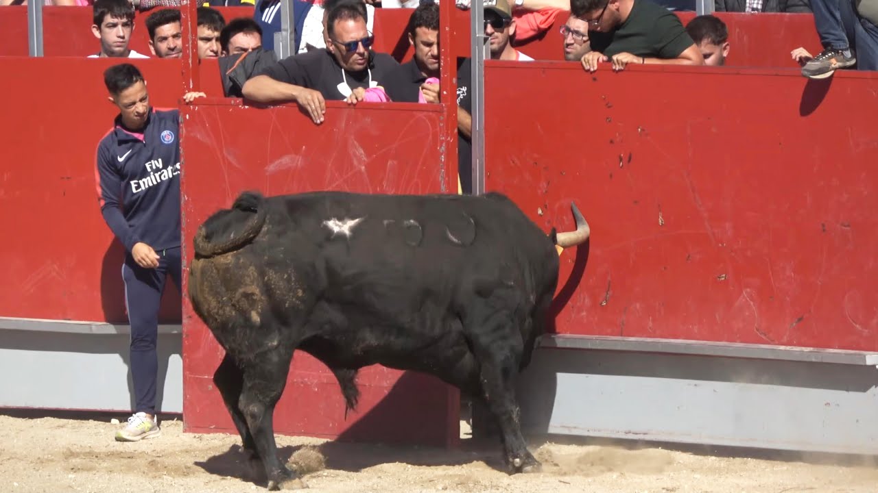 😱 TORO CASI ESCAPA! ENCIERRO Y CAPEA VILLABILLA (MADRID) 2024