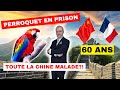 Actu chine perroquet en prison  60 ans de relations diplo  les chinois tous malades 