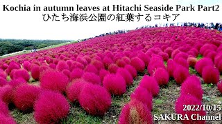 【Fireweed】Kochia in autumn leaves at Hitachi Seaside Park Part2 ひたち海浜公園の紅葉するコキア sightseeing