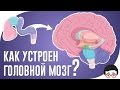 Как устроен головной мозг