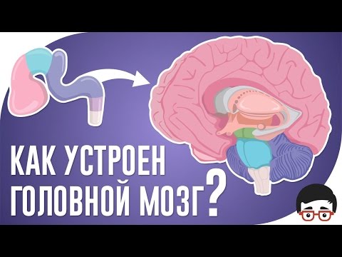 Как устроен головной мозг человека