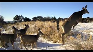 10 Deer Jump Over a Fence