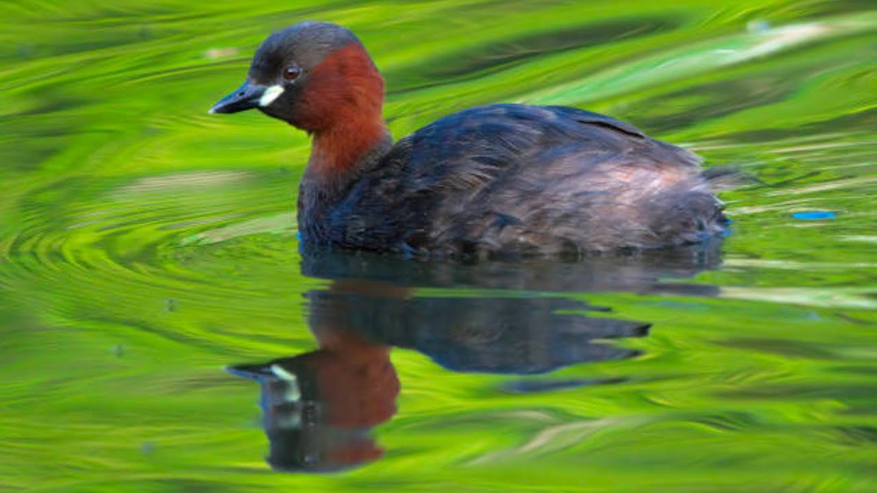 Dabchick Delight: Witness the Grace of the Little Grebe! 🌊🦆 