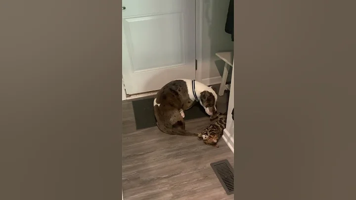 Watch the video about The kitty now annoys the dog 🤣 #fyp #lol #fyp #bengal #tripod #pitbull #tails #toocute #switchitup