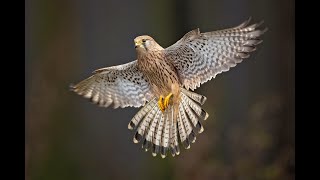 Kestrel/Torenvalk nest - Zwijnaarde iGent