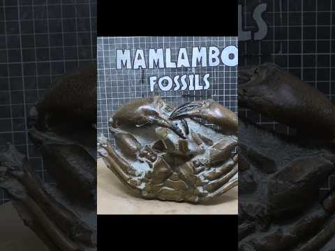 Video: Ce roci au fosile?