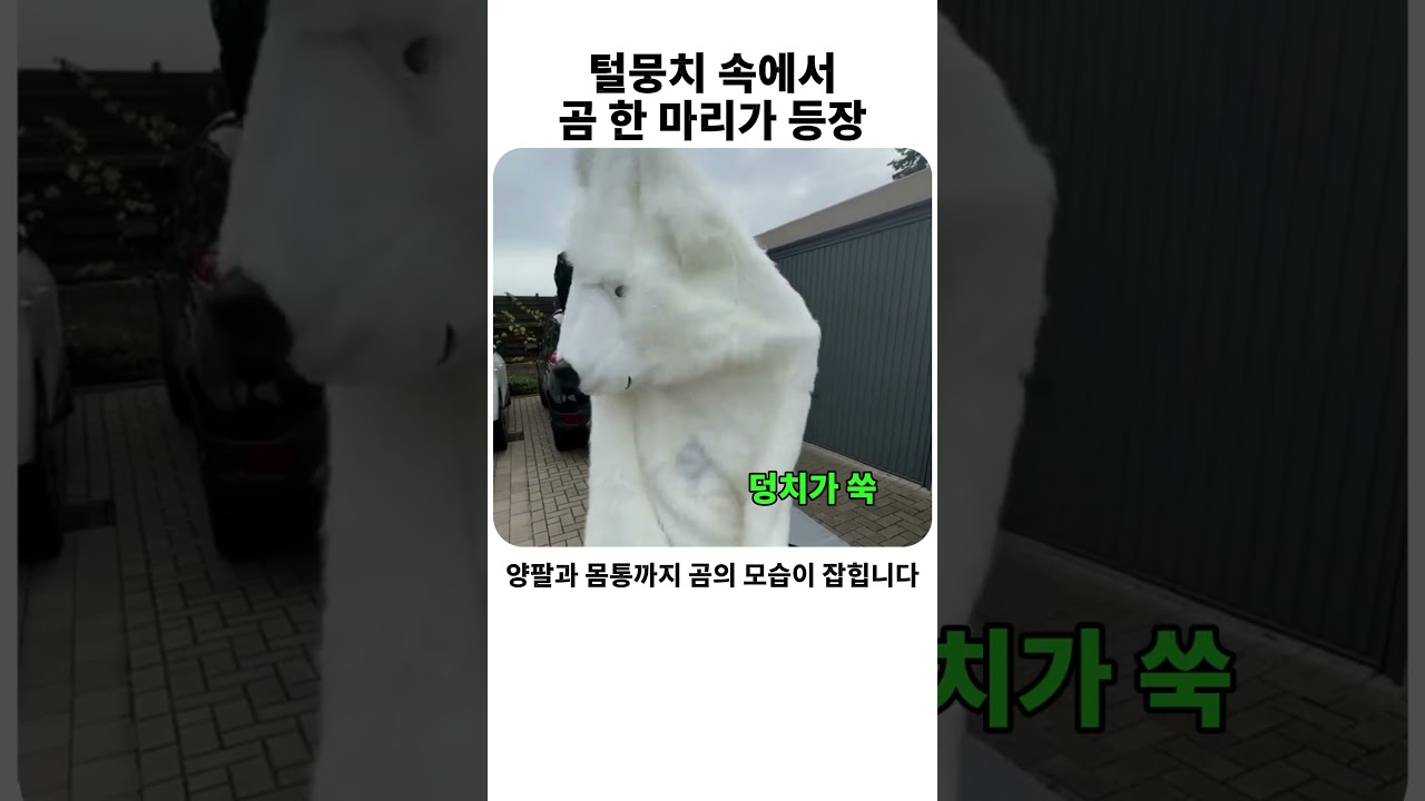 러시아에서 곰 한 마리 크기 #러시아 #곰돌이