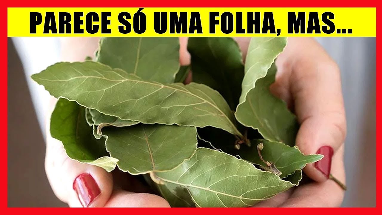 Лавровый Лист Фото Дерево