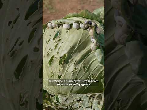 Βίντεο: Πώς να ελέγξετε τα σαλιγκάρια φυσικά στον κήπο