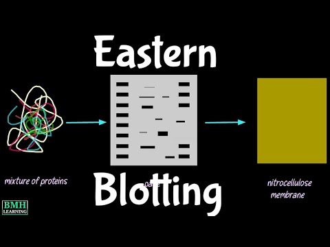 Video: Pentru ce se folosește Eastern blotting?