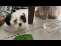 Mi PERRO NO ACEPTA al NUEVO CACHORRO | SOLUCIÓN | La Casita de los Shih Tzu