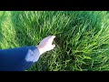 Hand sowing grass seed  (DID IT GROW ?)  New shed update also!!!