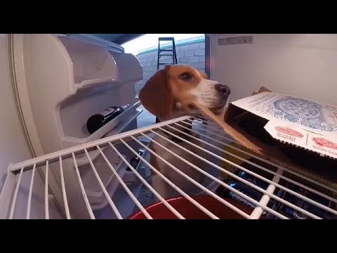 beagle-dog-opens-fridge-and-eats-pizza