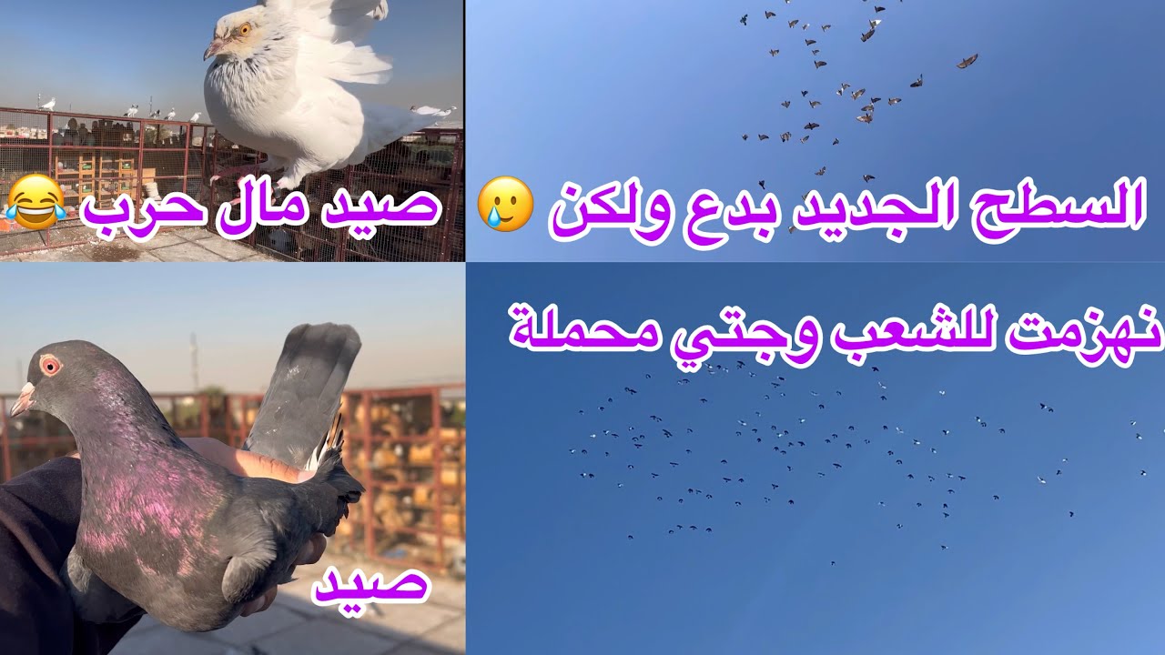 نهزمت الصغار للشعب وجتي محملة😍 صيد مال حرب 😂 السطح الجديد بدع لالمطيار ولكن 🥲