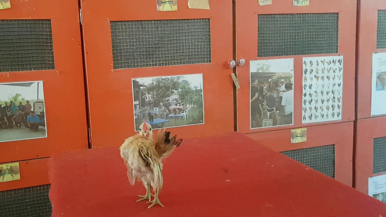 Anak Ayam Serama 