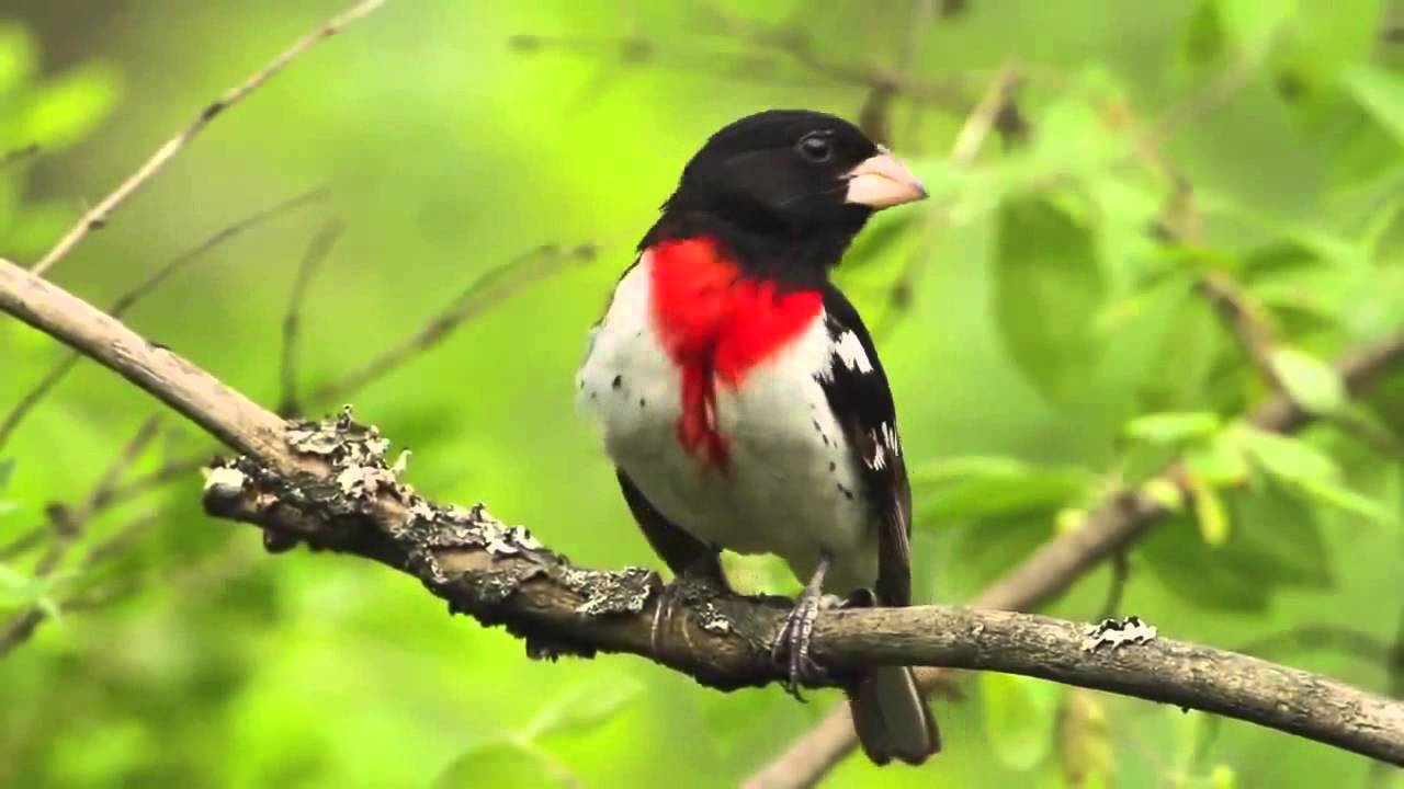 Cardinal à Poitrine Rose