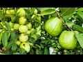 Ready to grow your own guava tree at home  the best methods of propagating guava trees