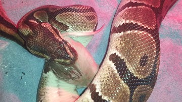 Python Eats Mouse 🐁 Backwards