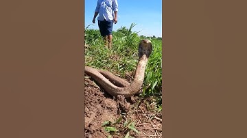 Con Rắn Hổ Mang Lớn Nhất Tôi Từng Được Thấy  #snake #thinhhanh #daohangbatran