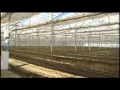 Transplanting tomatoes in 39C temperatures in a retractable roof house, Antalya Turkey August 2