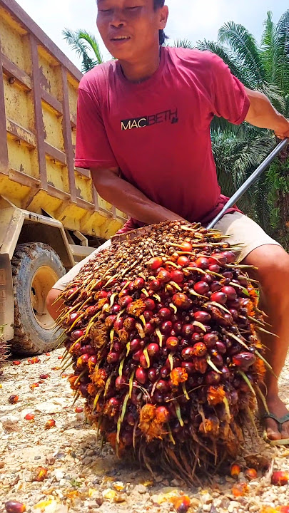 Beginilah kerja kami di kalimantan | muat buah sawit ke truk #viralvideo #shorts