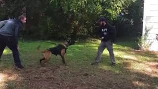 K9 Training: Bitework
