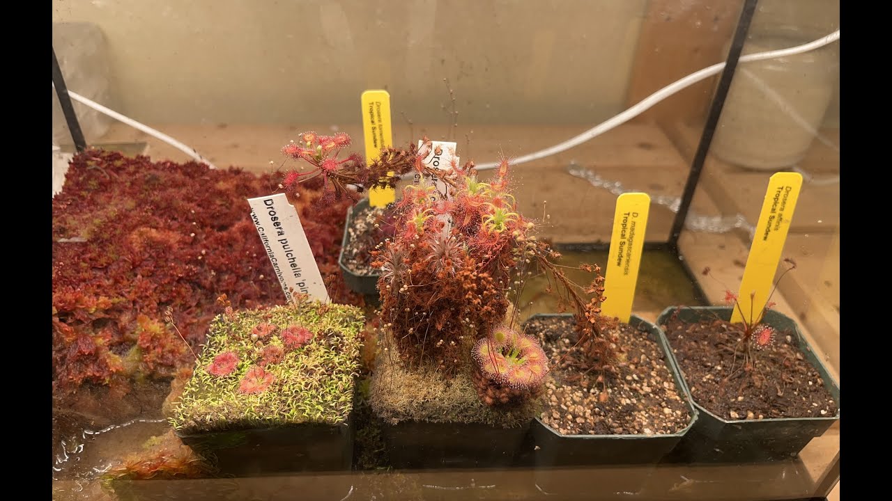 DIY Highland Grow Tank and a plant room Update