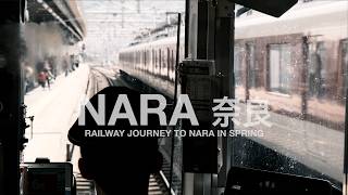 Railway Journey to Nara in Spring | Japan’s Ancient Capital | Todai-ji, Nara Deer Park, Kintetsu