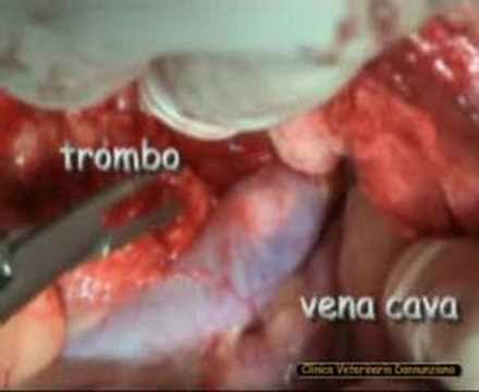 Video: Trattamento Del Cancro Della Ghiandola Surrenale Del Cane - Cancro Della Ghiandola Surrenale Nei Cani