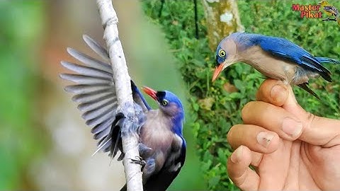 🔴CARA GAMPANG PIKAT RAMBATAN | PIKAT BURUNG