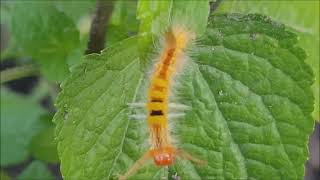 Caterpillars And The Sound Of Nature Birds Cicada