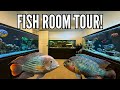 Over 800 gallons of cichlid tanks in one fish room tour