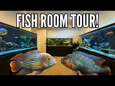 Over 800 Gallons of Cichlid Tanks in One Fish Room! (Tour)