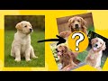 Does Golden Retriever&#39;s Fur get Darker as they grow old?