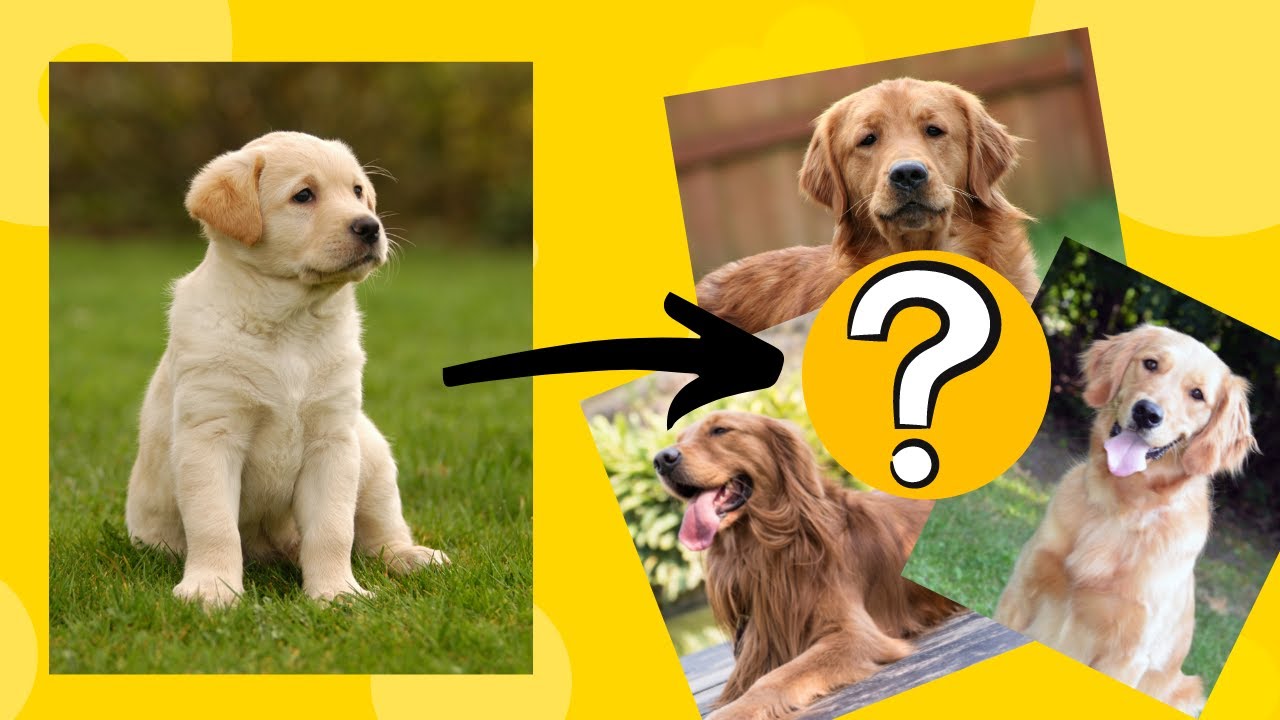 Does Golden Retriever s Fur Get Darker As They Grow Old YouTube