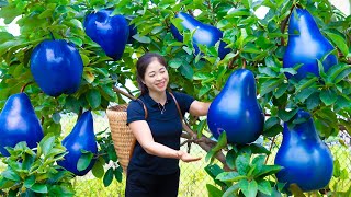 Harvest Blue Pear Goes To Market Sell | Gardening And Cooking | Lý Song Ca